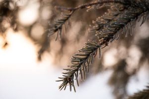 Julbord på STF Undersvik i Hälsingland – bild 9