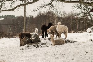 Siggesta Gårds julbord – bild 16